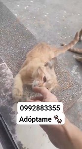 22K views · 1.1K reactions | Caso Externo ADOPTA UNO DE ESTOS BBS Y...