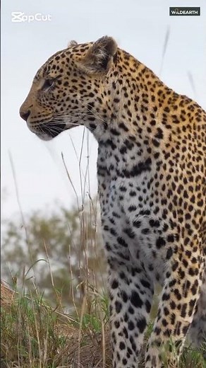 “How a Cheetah Survives in the Wild | Calm Jungle Observation”