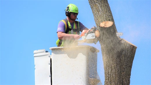 Does Appleton alert residents before it cuts down a terrace tree? Will the city replace it?