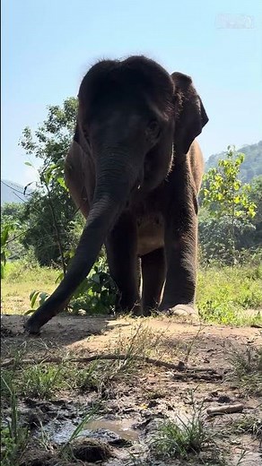 Baby Elephant Alert! Have You Ever Seen One This Close? Heart-Melting Encounter!