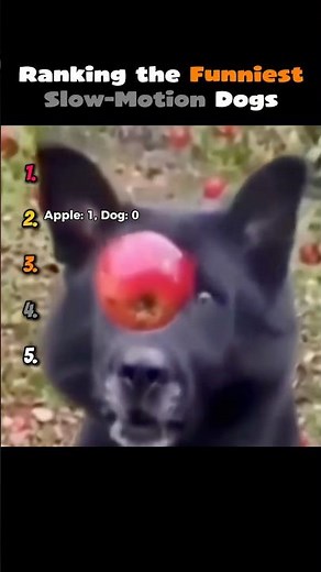 Ranking the Funniest Slow-Motion Dogs