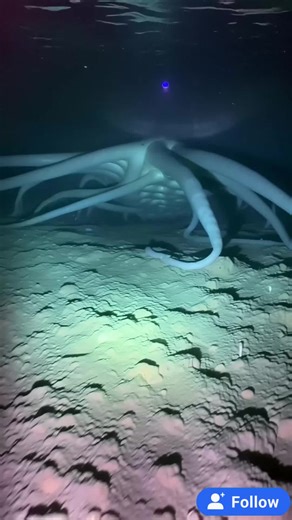 Mysteries of the Deep Ocean trên TikTok