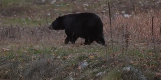 Florida opens bear hunting season for first time in over a decade
