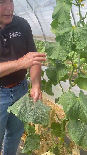 Cucumber Beetles in the Vegetable Garden
