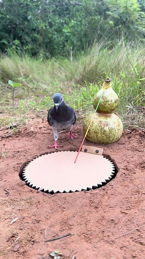 Innovative Pigeon Trap Techniques for Effective Bird Control