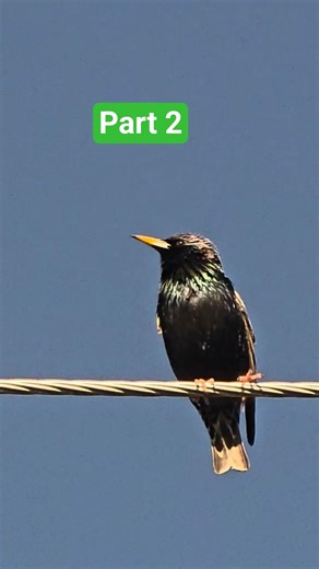 European Starling Part 2