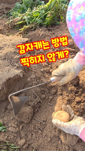 감자캐는 방법 찍히지 않게 이렇게? 감물감자 수미감자 감자수확 감자캐기 자팜쿡 #shorts