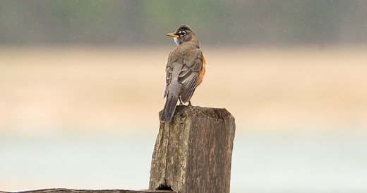 Birds of Connecticut