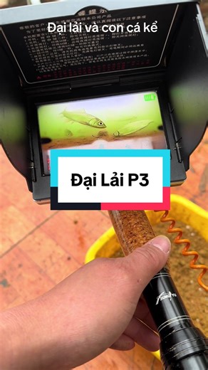 Đại Lải và con cá phần 3: Khám Phá Hồ Cá