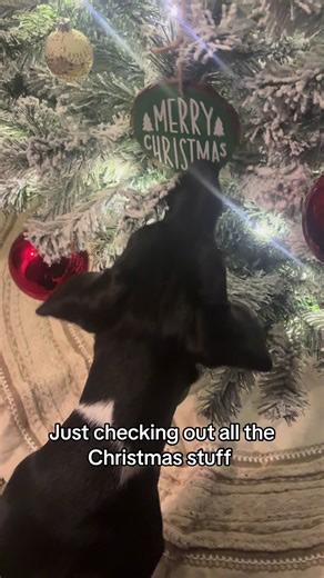 Bella’s first Christmas in the making #dogsoftiktok #fyp #noseydog #christmas #holidays
