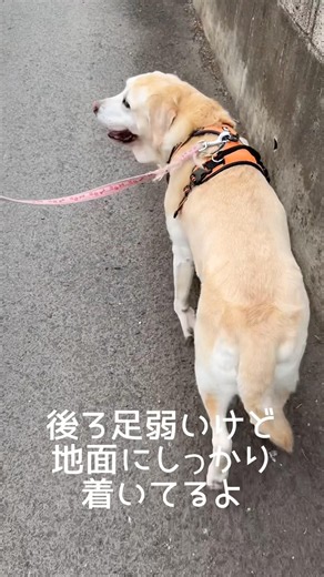後ろ足弱いけど頑張って歩く #ラブラドールレトリバー #15歳 #愛犬との暮らし