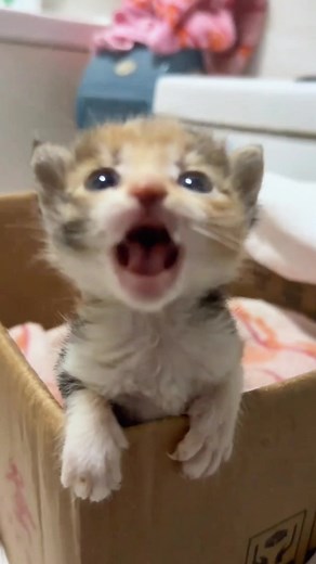 Adorable Kittens: A Love Story