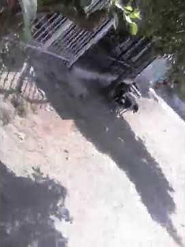 Dos perros pegados a una Perra insolito