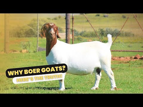 Why Breed Boer Goats? – Exploring the Benefits and Global Demand for the Breed