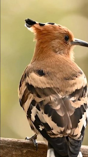 high quality hoopoe bird sound videos #fauna #flora #hoopoebird
