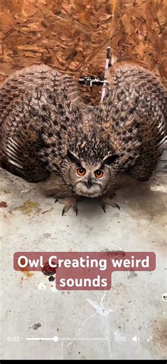 Owl creating weird sound #owl #sound #animalshorts #animals #nature