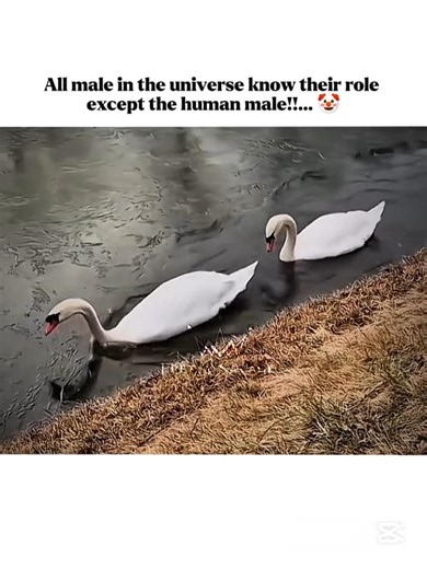 Da real man...!! 🫡 #men#role#woman#protect#animal#swan#human#prettysavage#ytshorts#1mviewer