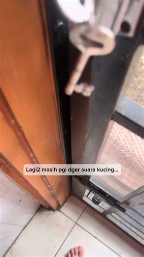 Dalam 1 tahun ini, udh 3 kitten yg dtg ke aku, Pertama si cicing, yg ke 2 Ruby, dan yg ke-3 kucing ini🥹 . cicing ini kitten yg aku rasa umurnya udh 2-3bln, tpi dtg ke aku dlm keadaan udh ga berdaya.. Badannya kurus, tulang balut kulit, lemes, spertinya krna ga makan dan dehidrasi jg, dan aku rasa dy punya penyakit lain jg, krna perutnya agak mmbengkak.. . Jdi pas aku nemuinnya di pggir jalan, dy lgi ngeong dgn sekuat tenaga, smpai akhirnya aku yg dger… Aku coba bwa ke teras, dy udh kya sekarat,