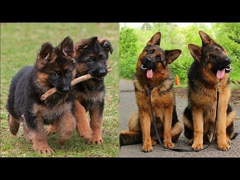 Funny and Cute German Shepherd Puppies Compilation #1 - Cutest GSD