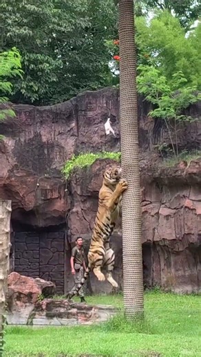 Why Lion Climb Tree #shorts