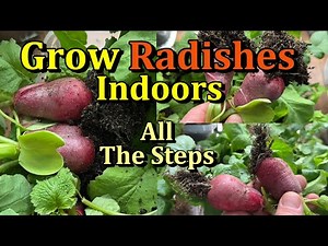 How to Easily Grow Radishes Indoors (All the Steps!)