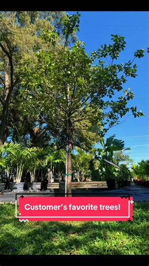 Create the yard you truly love ✨ Discover our customers’ favorite plants, shrubs, trees, and palm trees. Nursery-fresh, hand-selected, and ready for your home. From our nursery to your space—planting has never been this effortless. Visit us today and elevate your outdoor living. #LuxuryLandscaping #OutdoorLiving #GardenDesign #PremiumPlants #LandscapeInspiration