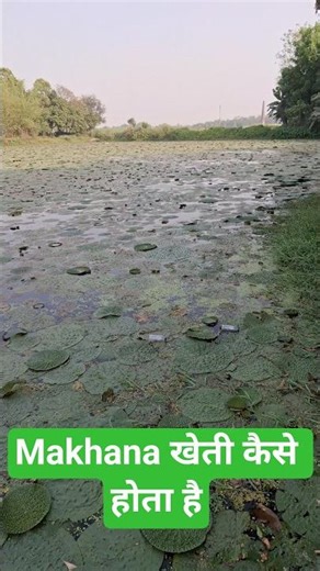 Makhana Farming Secret 😲 | Bihar Ki Special Kheti!