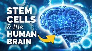 VIDEO: A Closer Look at…Stem Cells and the Human Brain