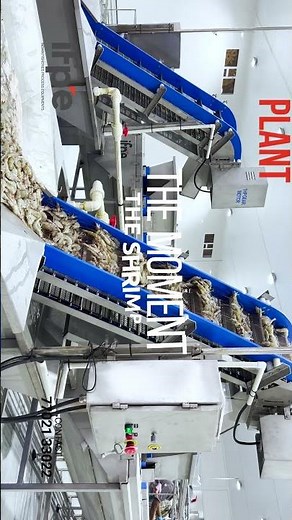 Shrimp Processing Line