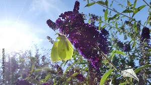 Butterfly Gonepteryx rhamni, Common brimstone on violet flowers of Butterfly-bush, Buddleja davidii, Summer lilac and in flight on sunny summer day with blue sky - real time.