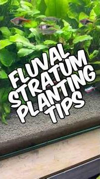 5 Fluval Stratum Planting Tips For A Thriving Planted Tank When Using Aquasoil!