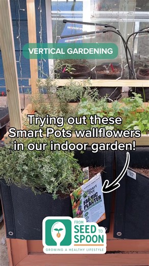 Short on space? No problem! These hanging planters are perfect for any wall or railing, allowing you to garden vertically 🎢 Our friends From Seed to Spoon (@FromSeedtoSpoon) are showing us how to grow fresh herbs right at our fingertips with Smart Pot Wall Flowers! They love having homegrown thyme, oregano, and basil right by the kitchen for easy access and delicious meals. With a simple indoor setup, From Seed to Spoon cultivates salad bowls' worth of fresh produce! 🥄 Want to see it in action