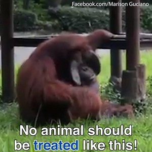 11K views · 63 reactions | This is absolutely disgusting! | Daily Mail Video | Facebook