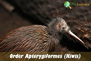 Order Apterygiformes | Kiwis and Extinct Birds | BioExplorer.Net