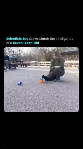 Codryx AI on Instagram: "Scientists report that crows demonstrate cognitive abilities comparable to a seven-year-old child, exhibiting problem-solving, tool use, and complex social behavior. These findings reveal the remarkable intelligence of these birds. Studying crows highlights how animal cognition can inspire research in neuroscience, robotics, and artificial intelligence, offering insights into problem-solving and learning across species. Source: raminnasibov Follow @codryx.ai for more pos
