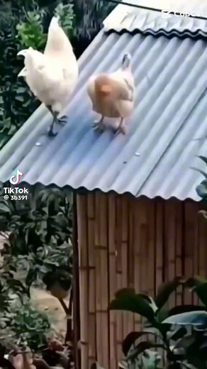 Broken Cats / Cattos memes on Instagram: "Monday left me broken"