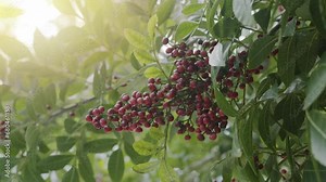 Pink pepper growing on the Brazilian pepper tree - Schinus terebinthifolius, aroeira plant.