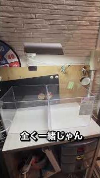 [Medaka] A new square aquarium from Daiso has arrived! What's changed? #medaka #hobomedaka #almos...
