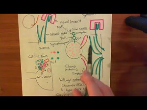 SNARE Proteins Part 7