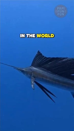 The fastest fish in the world #fish #fyp