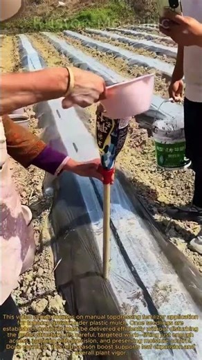 Manual Topdressing Fertilizer Application for Tobacco Under Plastic Mulch