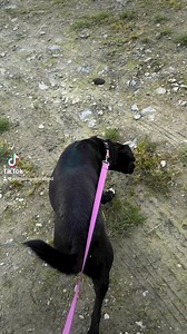 5.8K views · 71 reactions | Luna is next to see if maybe she can find...