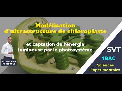 Modélisation Structure 3D du Chloroplaste et fonctionnement du Photosystème