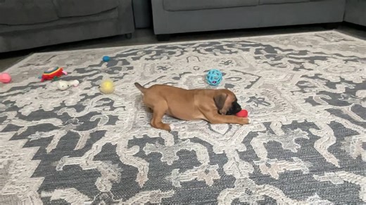 Boxer puppy for sale