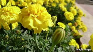 Sony Xperia Z3 Compact Review