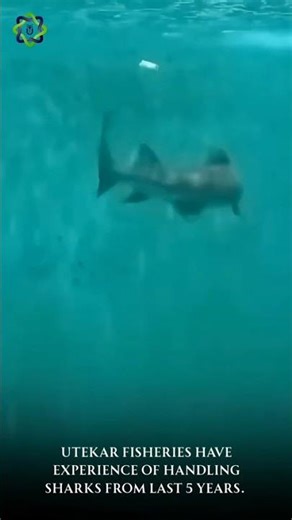 🐟 Ganges Fisheries – Uttekar Fisheries: Masters of Shark Handling! 🦈