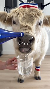 10M views · 261K reactions | My Cow's Perfect Morning Routine | My Mountain Husky | Facebook