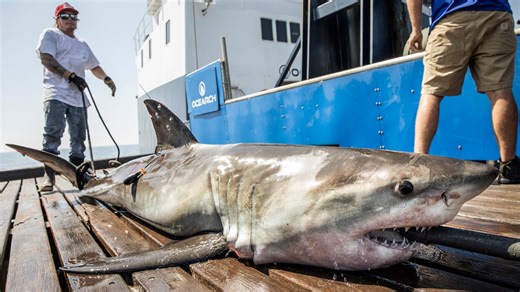 How close to shore are great white sharks swimming in Florida?