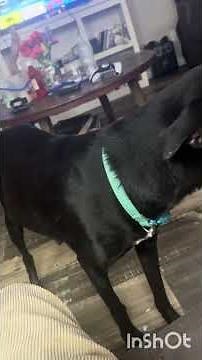 Midnight, the pregnant Doberman