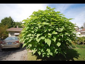 Time Lapse Catalpa Tree - Part Two (May to Oct 2014)